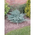thumbnail image 4 of Juniper Angelica Blue - 20 Live Plants - Juniperus Chinensis - Drought Tolerant Cold Hardy Evergreen, 4 of 9
