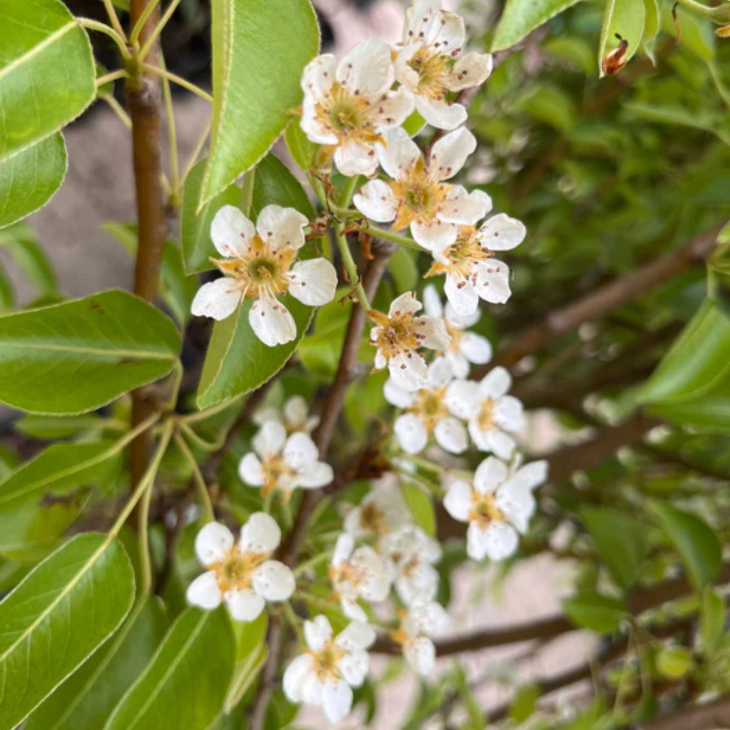 Expert Gardener 2-3 ft. tall Moonglow European Pear Live Tree in 5-Gallon Grower Pot