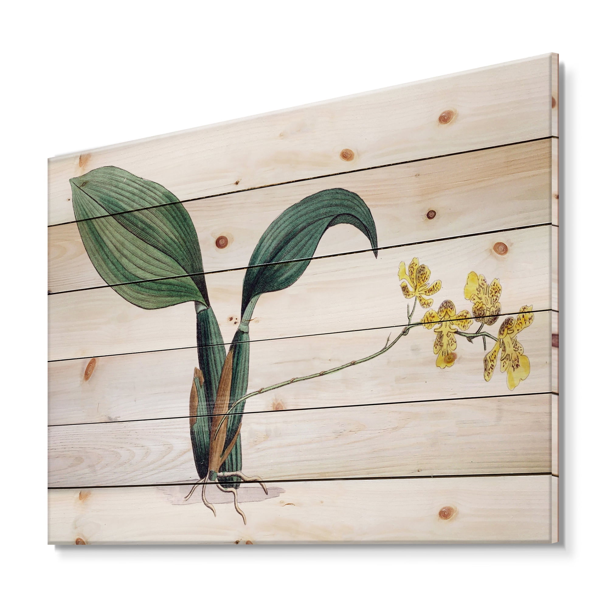 Designart 'Ancient Plant Life VI' Traditional Print on Natural Pine Wood