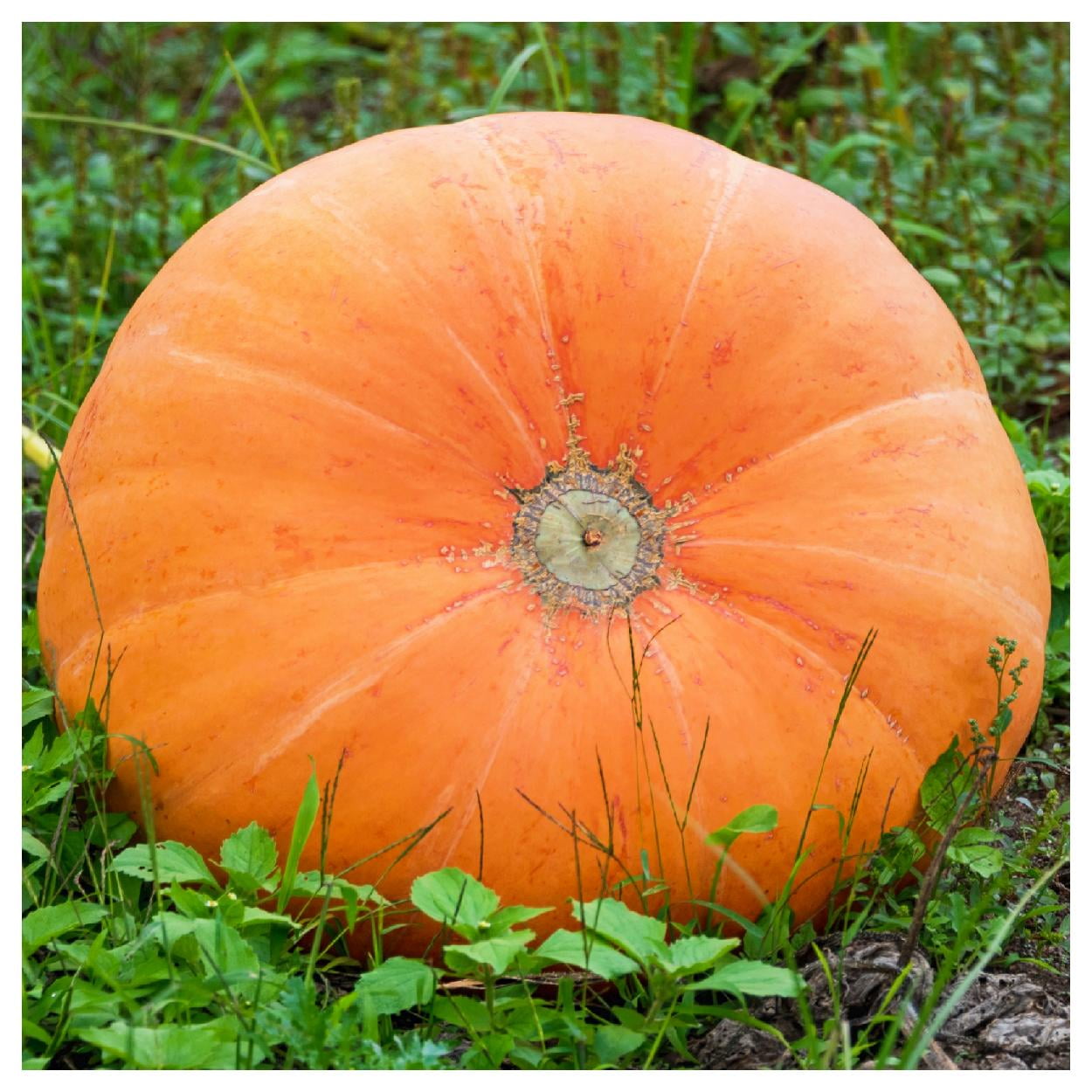 Everwilde Farms 1 lb Mammoth Gold Pumpkin Seeds Gold Vault Bulk