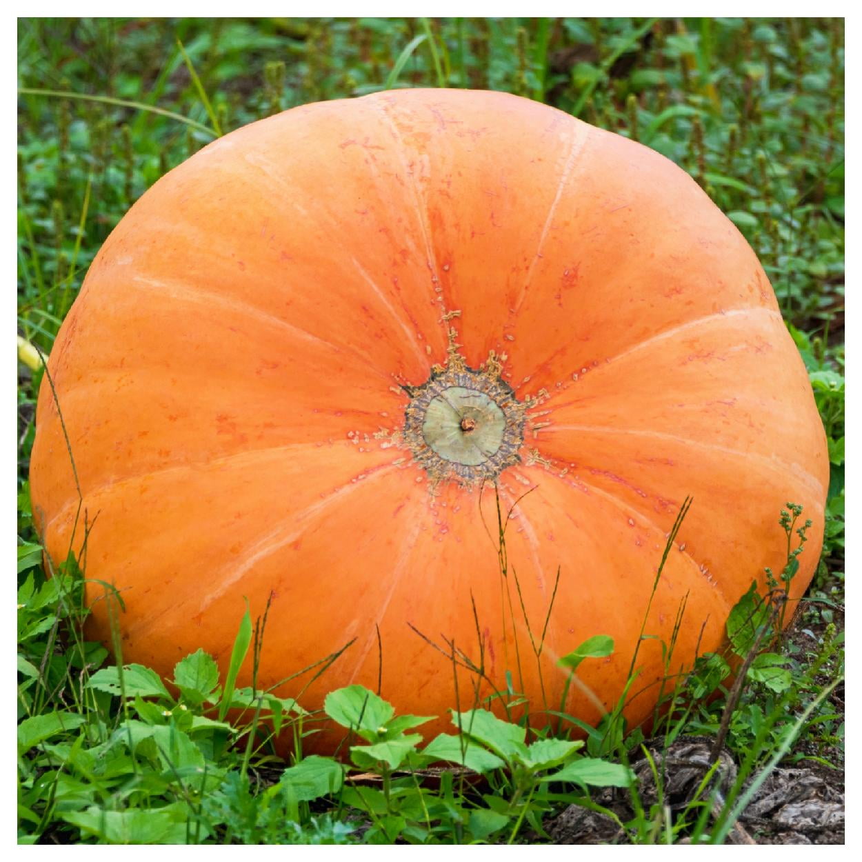 Pumpkin Jack O’Lantern Organic Seed Pack LV