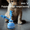 Blue with bird calls, variant on Interactive Dog Toys Ball, Fun Moving Motion Activated Dog Ball Toys to Keep Them Busy, Rechargeable Smart Automatic Rolling Dog Ball for Small Puppy Dogs