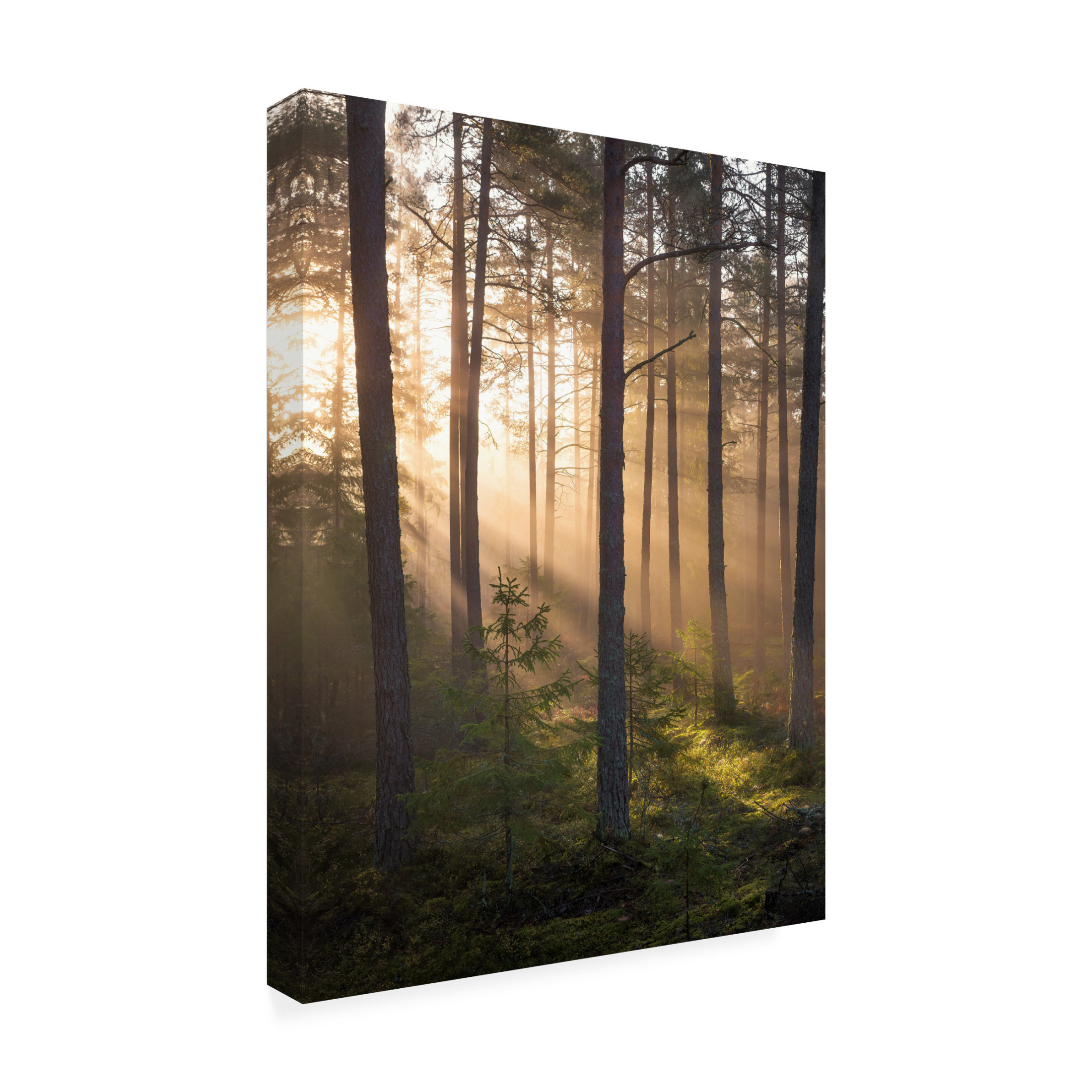 Canvas Wall Art - Christian Lindsten 'Foggy Forest' Wall Art for Living Room, Bedroom, or Office Décor by Trademark Fine Art - 24 x 32 Inches