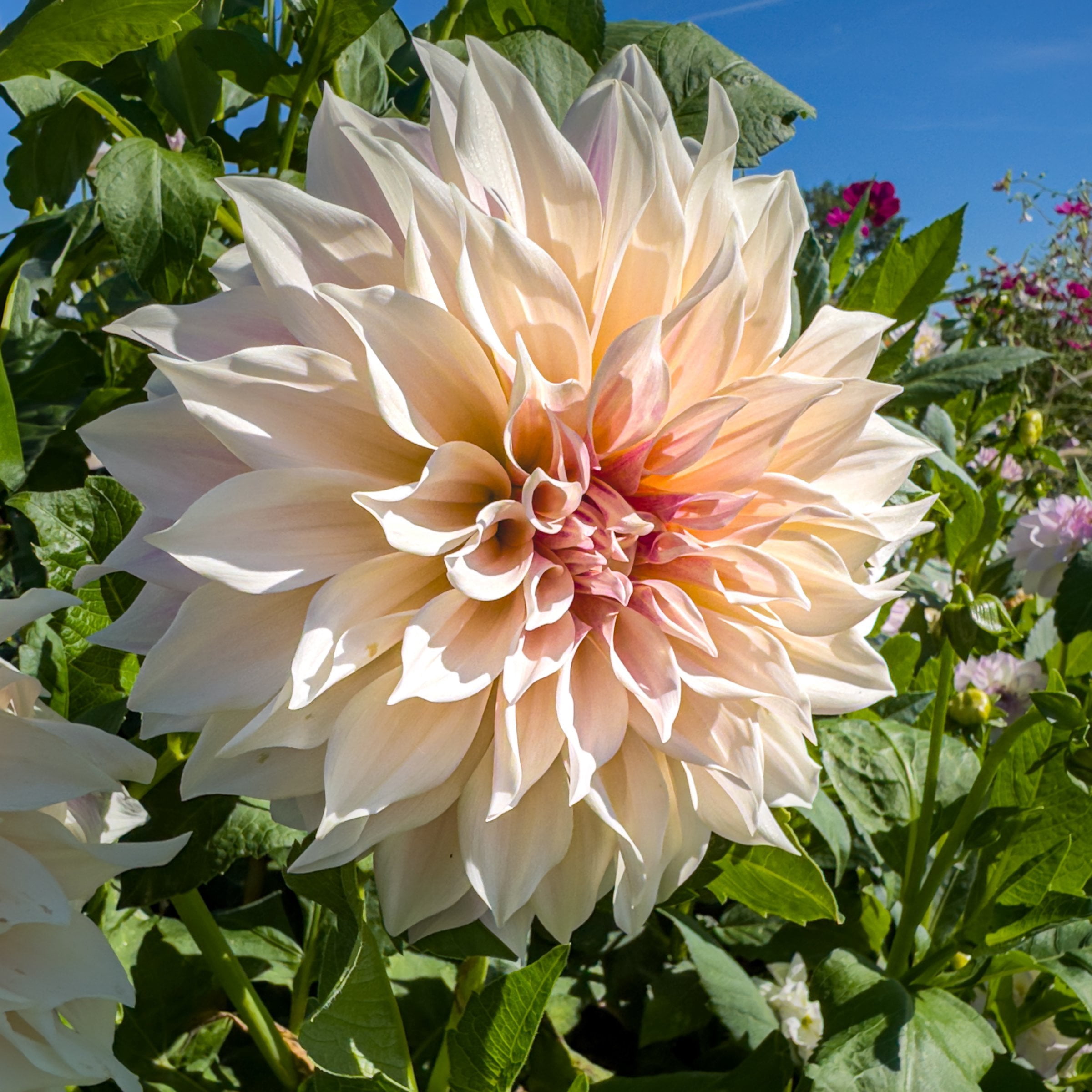 National Plant Network Dahlia Cafe Au Lait Bulbs (3-Pack)
