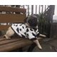 thumbnail image 4 of Ropa para perros y gatos CHAO traje abrigo suéter aguacate pato vaca talla S, 4 of 5