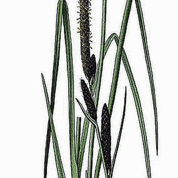 Everwilde Farms - 1/4 lb Common Tussock Sedge Native Grass Seeds - Gold Vault Bulk Seed Packet