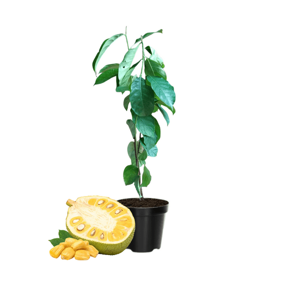 Jackfruit Live Plant, 4 to 6 Inches, Sweet Jackfruit Tree Plant for Zones 10 - 12, Outdoor Gardening