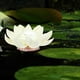 thumbnail image 2 of LED Floating Lotus Lantern Wishing Water Lily Artificial Candle Flower Lanterns Pool Decor for Festival Party (White), 2 of 3