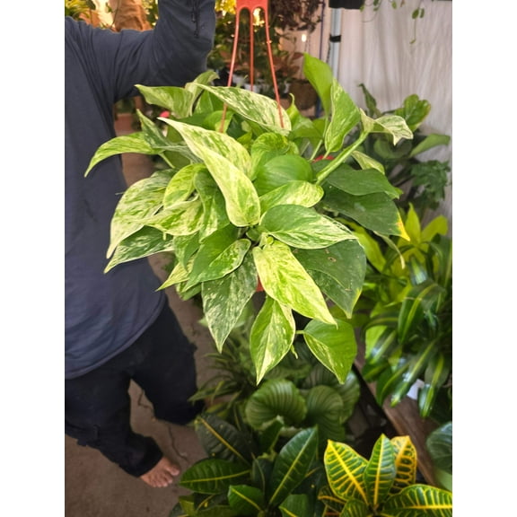 6 inch pot - Marble Queen Pothos hanging pot - Get similar to the picture