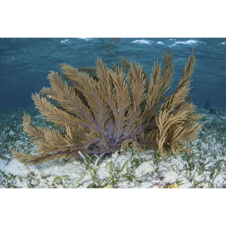 A colorful gorgonian grows in shallow water off Turneffe Atoll in Belize This part of Central America is well known for its clear waters and beautiful coral reefs Poster