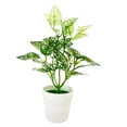 thumbnail image 2 of SPRING PARK Small Potted Fake Bonsai Plant Artificial Flowers for Home Office Table Decor, 2 of 6