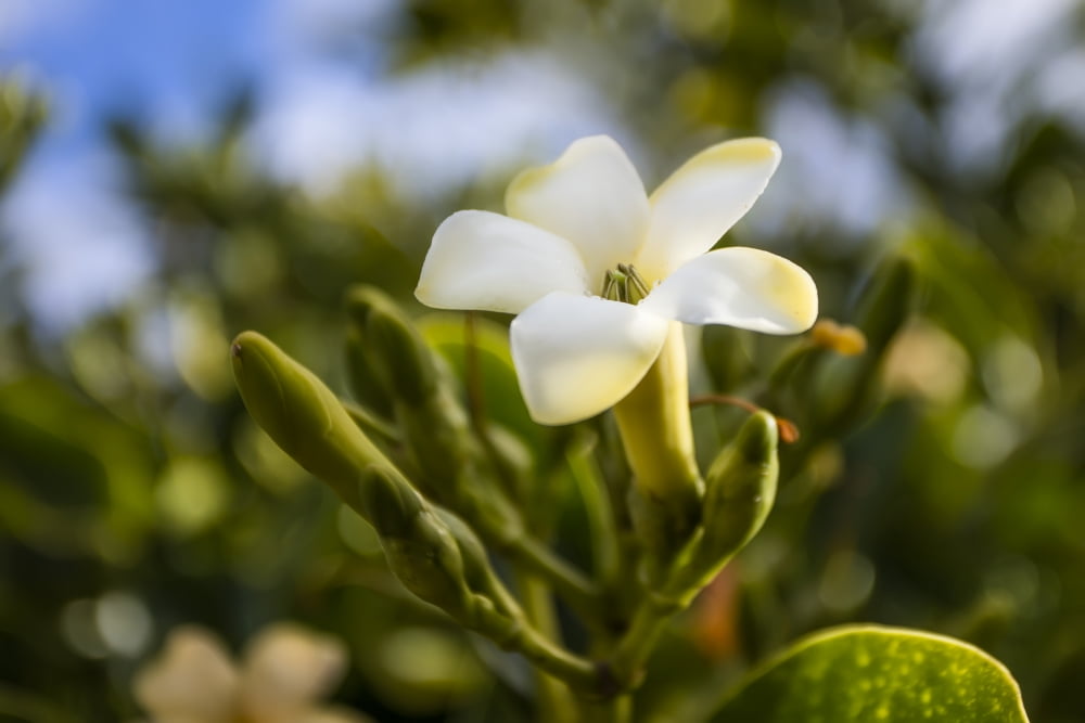 Close-up of puakenikeni flower Lanai Hawaii United States of America