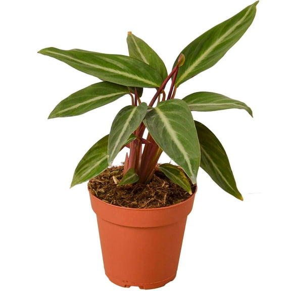 Stromanthe Sanguinea Live Plant for Indoor | Different Houseplants in 4'' & 6'' Pot | Real House Plant for Living Room, Office, Desk & Bathroom | Stromanthe Tricolor