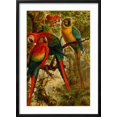 thumbnail image 2 of Art.com Macaws Art Print by F.W. Kuhnert, Black Frame Wall Art, 21" x 29", 2 of 5