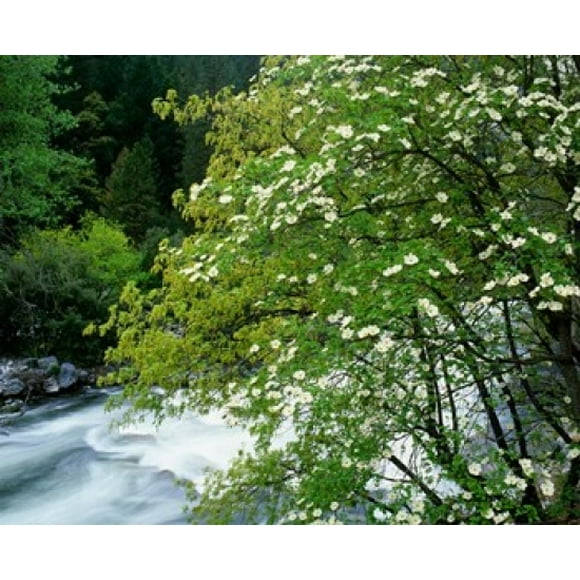 Flowering dogwood tree along the Merced River, Yosemite National Park, California Poster Print by Jaynes Gallery (35 x 29)
