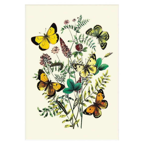 W. F. Kirby C. Palaeno, C. Phicomene, et al Impression Papillons