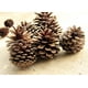 thumbnail image 3 of Paquete a granel de madera natural YEXPRESS de piña, paquete de 24, 3 of 8