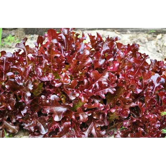 3000 Seeds Leaf Lettuce RED SALAD BOWL Lactuca Sativa Vegetable Seeds