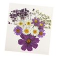 thumbnail image 2 of Flores secas prensadas naturales Macarena 13X para álbumes de recortes DIY, 2 of 8