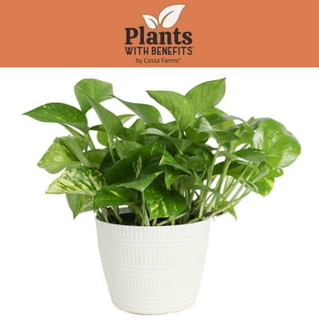 s with Benefits Live Green Pothos  in 6in. Dcor Pot