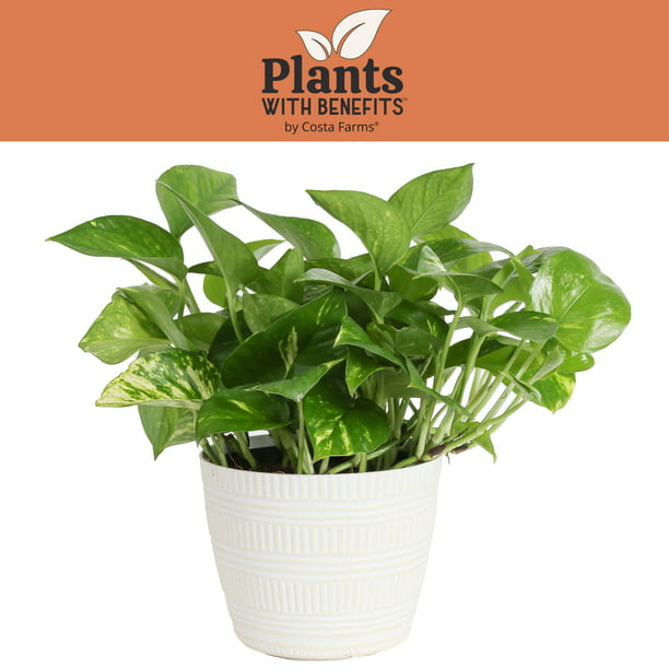 Costa with Benefits Live Indoor 10in. Tall Devil's Ivy Pothos; Medium, Indirect Light Plant in 6in. Décor Pot - Walmart.com