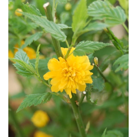 Japanese Kerria