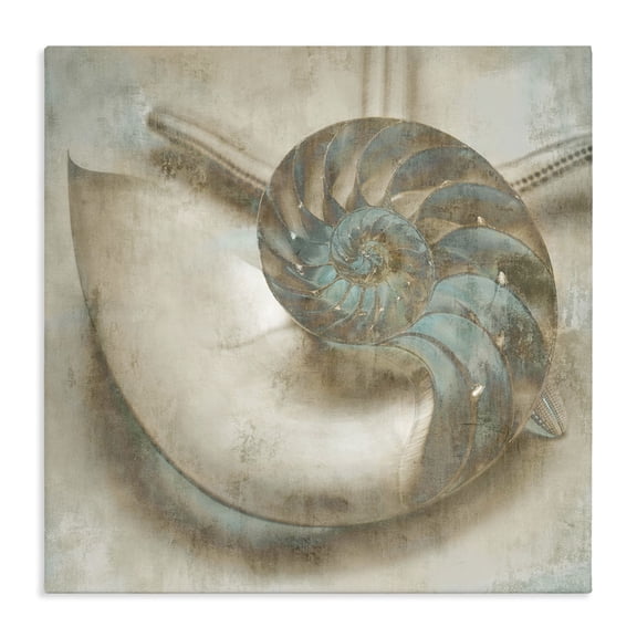 Stupell Industries Traditional Shark Eye Seashell Distressed Canvas Art, 24 x 24, by Ziwei Li