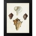 thumbnail image 2 of Sowerby, James 12x14 Black Modern Framed Museum Art Print Titled - Sowerby Shells VI, 2 of 5