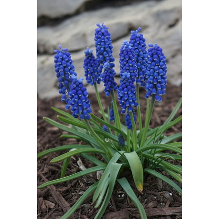 LAMINATED POSTER Spring Blue Muscari Perennial Bulbous Flowers Poster Print 24 x