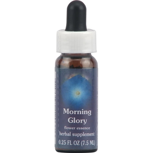 Morning Glory Flower Essence Benefits Best Flower Site