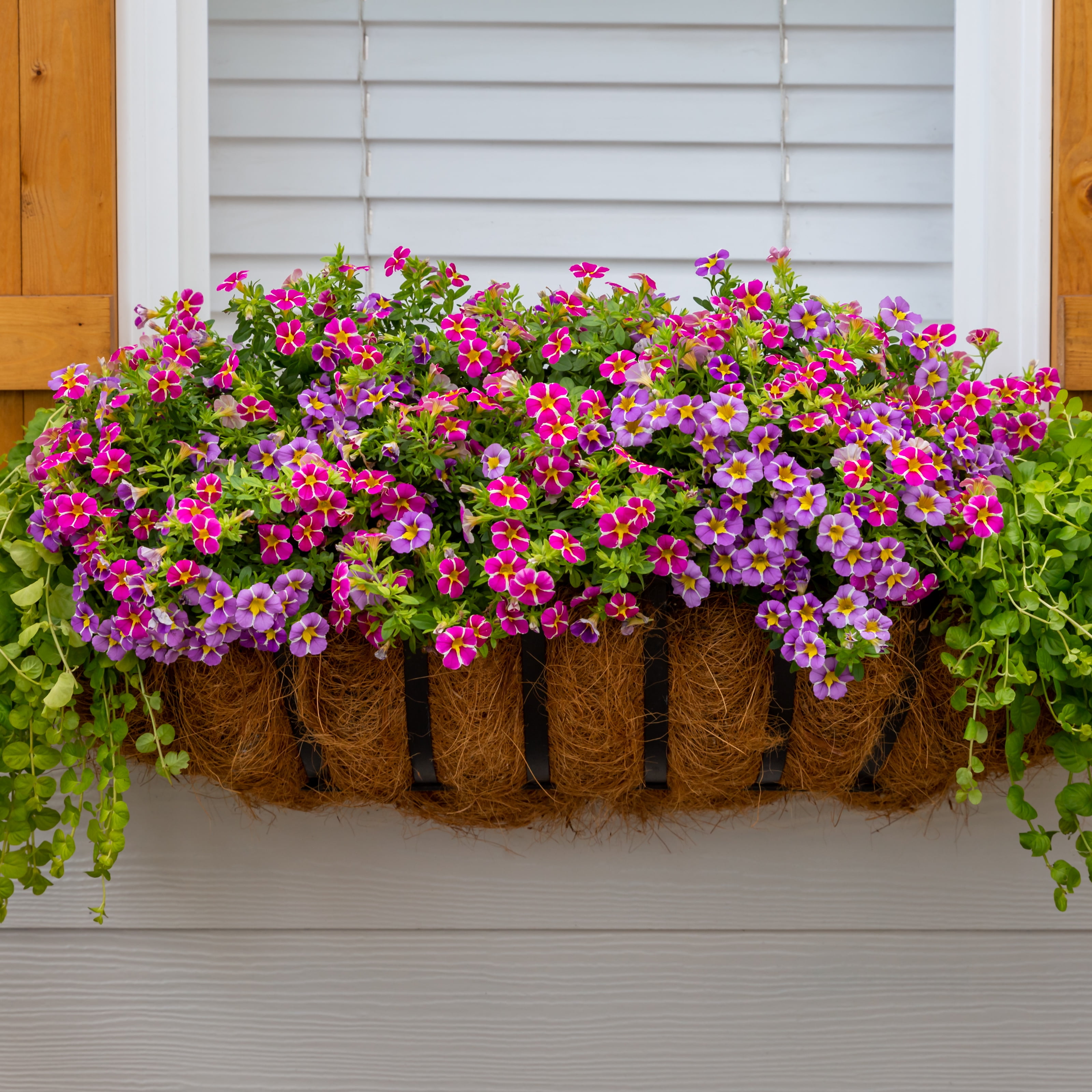 Containers Made Easy Better Homes & Gardens 3QT Pink Purple Calibrachoa Live Annual Plant Sun 2-Pack