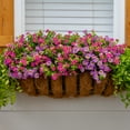thumbnail image 5 of Containers Made Easy Better Homes & Gardens 3QT Pink Purple Calibrachoa Live Annual Plant Sun 2-Pack, 5 of 7