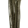 thumbnail image 4 of Vickerman 16-18" Yellow Billy Buttons. 25-30 stem bundle, Dried, 4 of 4