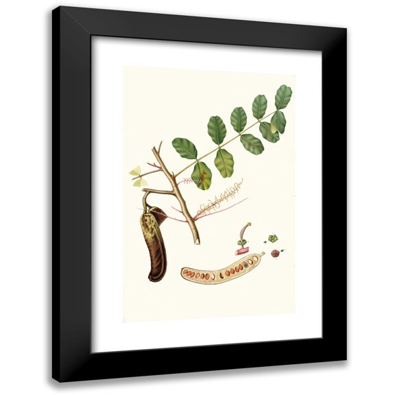 Giorgio Gallesio 11x14 Black Modern Framed Museum Art Print Titled - Carobba. (Ceratonia ; Ceratonia Siliqua ; Carob, St. John's Bread ; Locust Bean) (1817-1839)