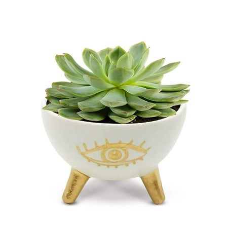 SLS SUPPLY FLORA - Gold Evil Eye Ring Bowl, Modern Table Top Planter and Ceramic Jewelry Dish, Decorative Bowl
