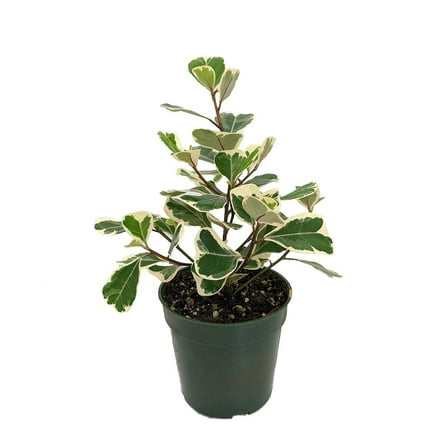 Rare Variegated Triangle Weeping Fig - Ficus triangularis variegata - 4" Pot