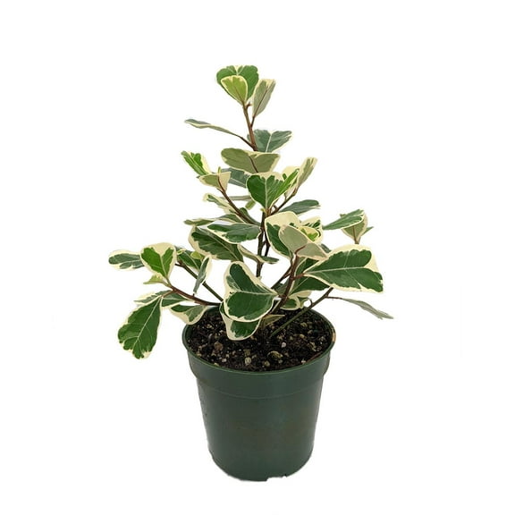 Rare Variegated Triangle Weeping Fig - Ficus triangularis variegata - 4" Pot