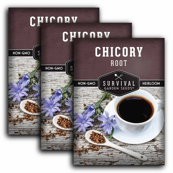 3 Packs Root Chicory Seeds - Chicory Root - Non-GMO Heirloom Perennial Full Sun Herb