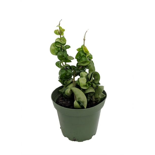 Hindu Indian Rope Plant Hoya Exotic/Easy 4" Pot