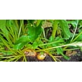 thumbnail image 2 of 30 Graines de Betterave Dorée BURPEE'S Beta Vulgaris à Racine Jaune Légumes, 2 of 3