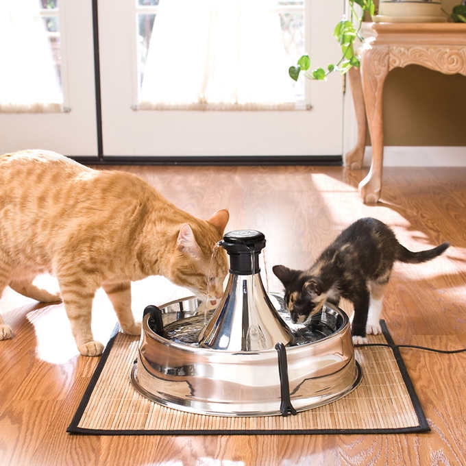 drinkwell pet fountain canada