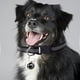 thumbnail image 4 of Collar reflectante con cierre de velcro para mascotas. Collar ajustable sin hebilla para perros/gatos con correa de visibilidad nocturna., 4 of 5