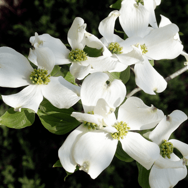 White Flowering Dogwood Tree 6-12 Inches for Growing