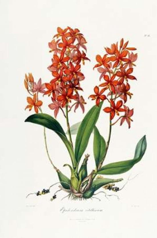 Star Orchid Canvas