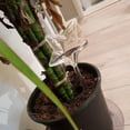 thumbnail image 3 of Pájaro transparente automático flor bebedero bulbo hogar jardín planta riego por goteo Hugtrwg Para estrenar, 3 of 8
