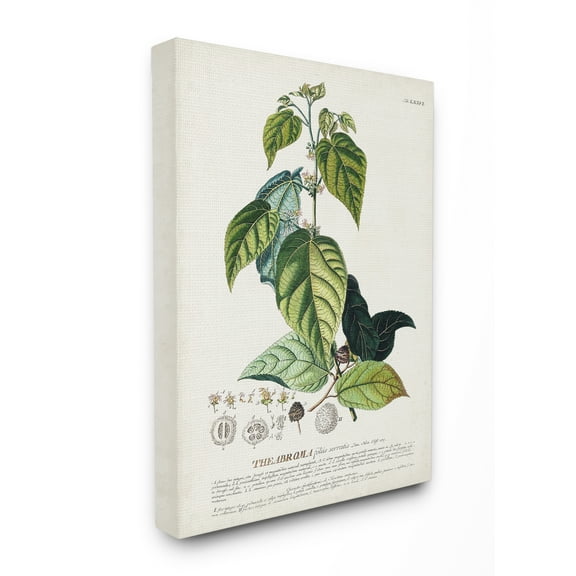 Stupell Home Décor Botanical Plant Illustration Seeds And Leaves Vintage Design Canvas Wall Art by Unknown