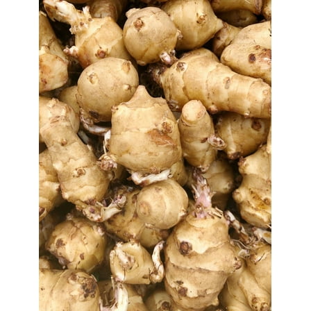 6 Tubers Jerusalem Artichoke - Individual Tubers For Planting - AKA Sunchokes, Sunroot