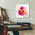 thumbnail image 5 of Epic Art 'Pink Orchid Close up 01' by Tom Quartermaine, Acrylic Glass Wall Art, 12"x12", 5 of 8