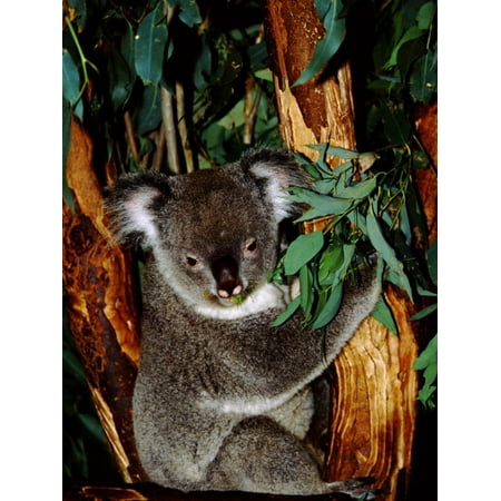 Koala on Eucalyptus, Featherdale Wildlife Park, Sydney, Australia Print Wall Art By Cindy Miller