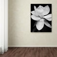thumbnail image 4 of Trademark Fine Art Michael Harrison Magnolia Canvas Wall Art - 24x32, 4 of 4